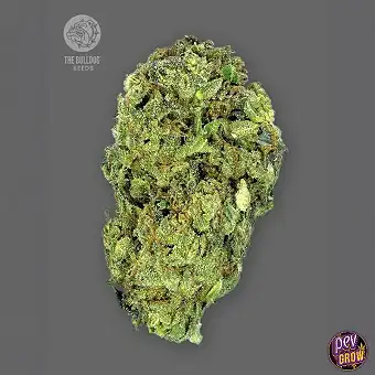 Sour Diesel Regulære frø –...