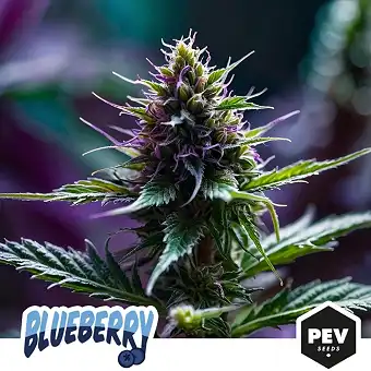 Blueberry