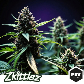 Buy Zkittlez