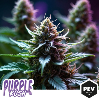 Compra Purple Kush