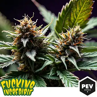 Fucking Incredible...