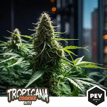 Tropicana Cookies Auto –...
