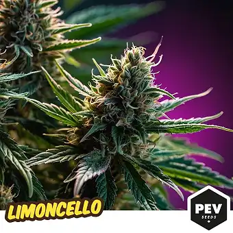 Limoncello Feminizētas...