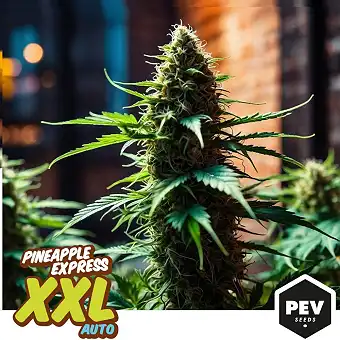 Pineapple Express XXL Auto...