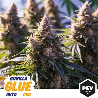Gorilla Glue Auto CBD –...