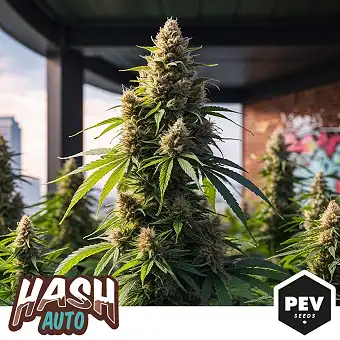 Hash Auto a PEV Seeds-től –...