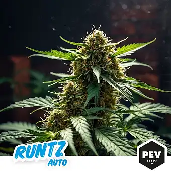 Runtz Auto