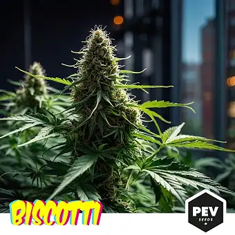 Насіння Biscotti жіночої...