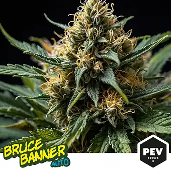 Bruce Banner 3 Auto