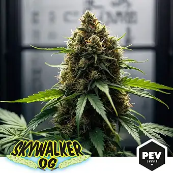 Семена Skywalker OG...