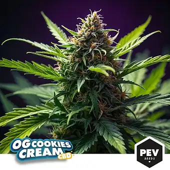 OG Cookies Cream CBD – 1:1...