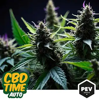 CBD Time Auto – PEV Seeds |...