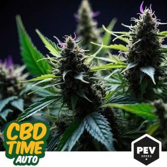 Compra CBD Time Auto