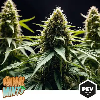 Animal Mints Feminiserade...