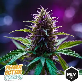 Peanut Butter Breath Dişi...