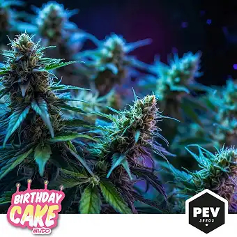 Birthday Cake Auto