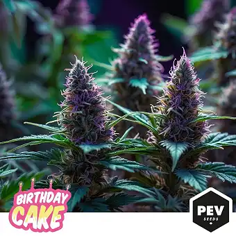 Birthday Cake feminiserte...