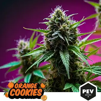 Orange Cookies Feminizētas...