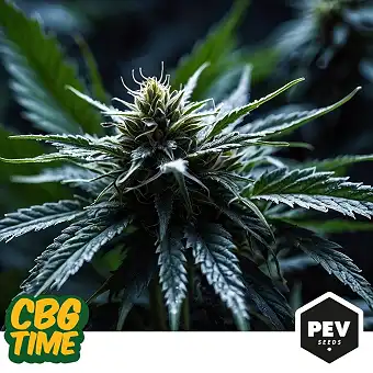 Σπόροι CBG Time Feminized –...