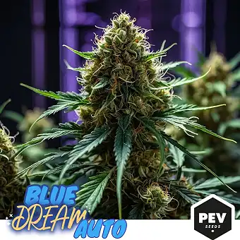 Blue Dream Auto PEV seemned...