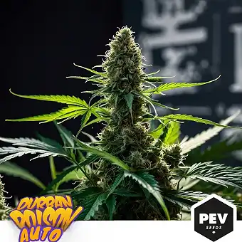 Sementes Durban Poison Auto...