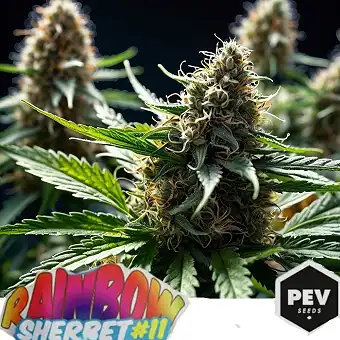 Rainbow Sherbet 11 PEV Seeds