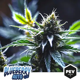 Blueberry Auto från PEV...