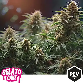 Sementes Feminizadas Gelato...