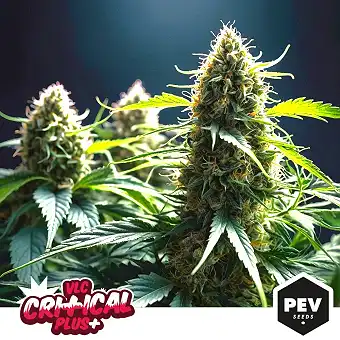 Sementes Feminizadas...