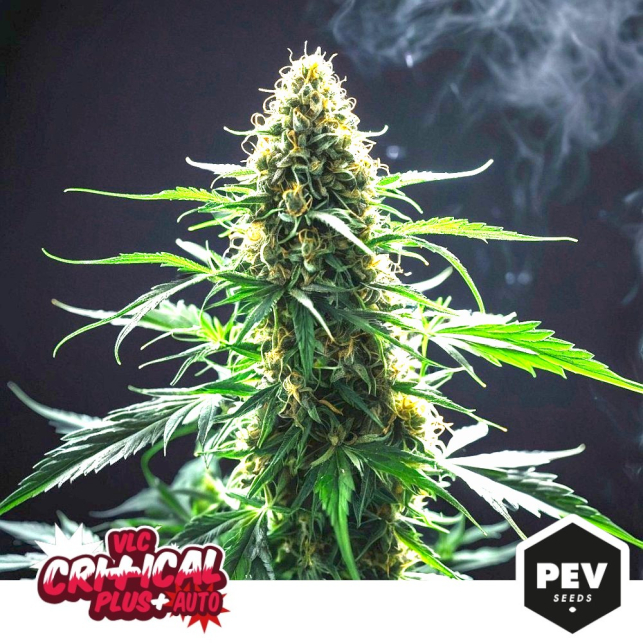 Critical Plus Auto de PEV Seeds – Autofloreciente rápida con alto rendimiento y sabor clásico a Skunk