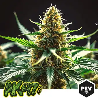 AK 47 Auto no PEV Seeds –...