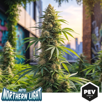 Compra Northern Lights Auto