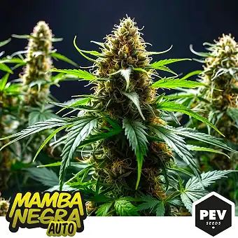 Mamba Negra Auto