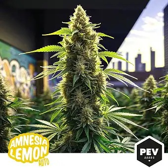 Amnesia Lemon Autofloraison