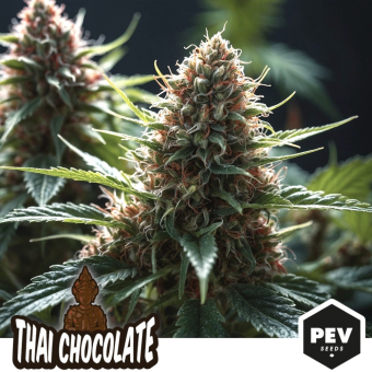 Compra Chocolate Thai