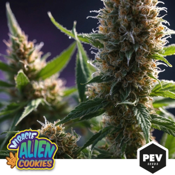 Acheter Miracle Alien Cookies ( MAC )