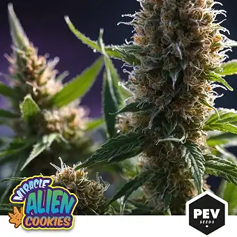 Miracle Alien Cookies ( MAC )