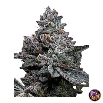 Apple Fritter Feminized...