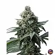 Bruce Banner Barneys Farm Bruce Banner Barneys Farm