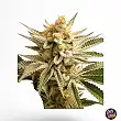 Lemon Z Lemon Z