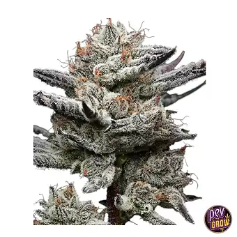 Насіння Black Cherry...