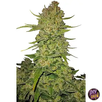 Papaya Cookies Auto™ de...