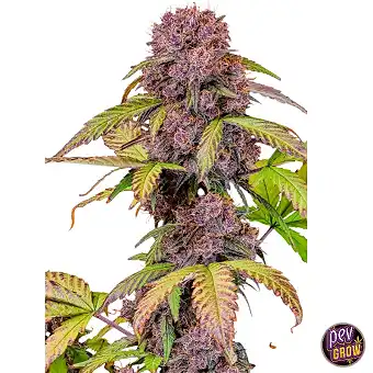 Lemon Cherry Cookies Auto™...