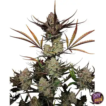 Apple Strudel Auto™ no Fast...