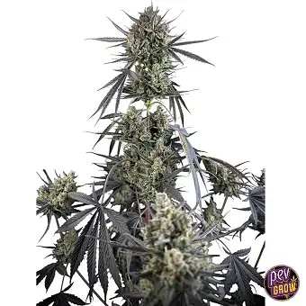 Pound Cake Auto™...