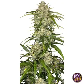Sour Jealousy Auto™ de Fast...