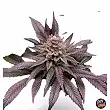 Orange Bud 2.0