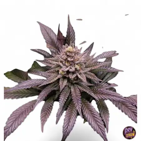 Orange Bud 2.0