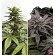 Orange Bud 2.0