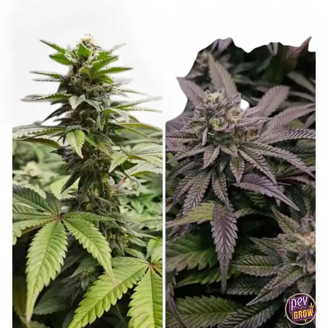 Orange Bud 2.0
